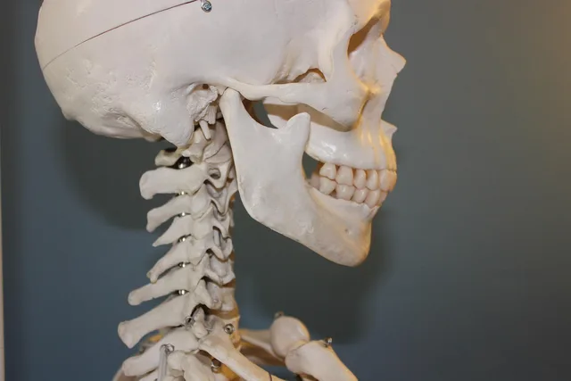 skull, vertebrae, anatomy, bone, body, human, skeleton, head, face, jaw, teeth, vertebrae, anatomy, skeleton, skeleton, skeleton, jaw, jaw, jaw, jaw, jaw. Chiropractic practice market trends worth planning around